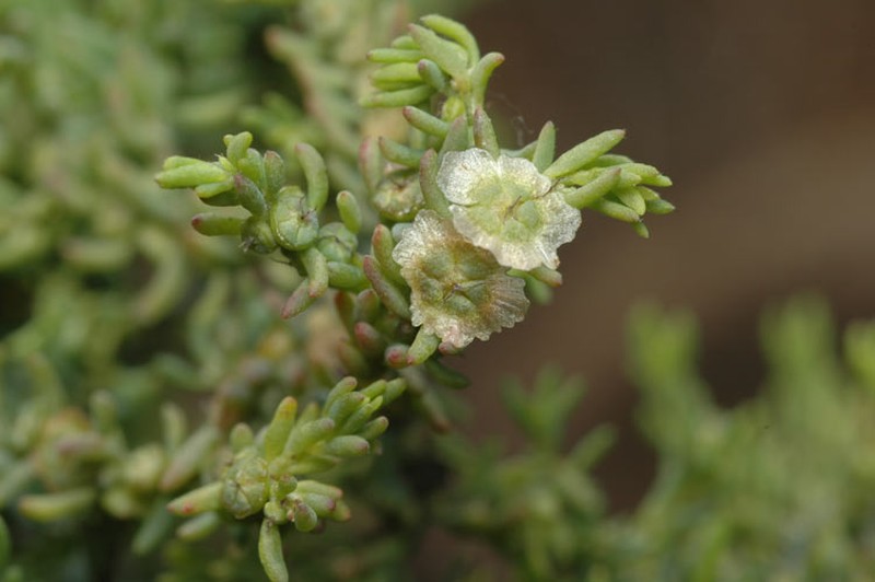 Maireana microphylla