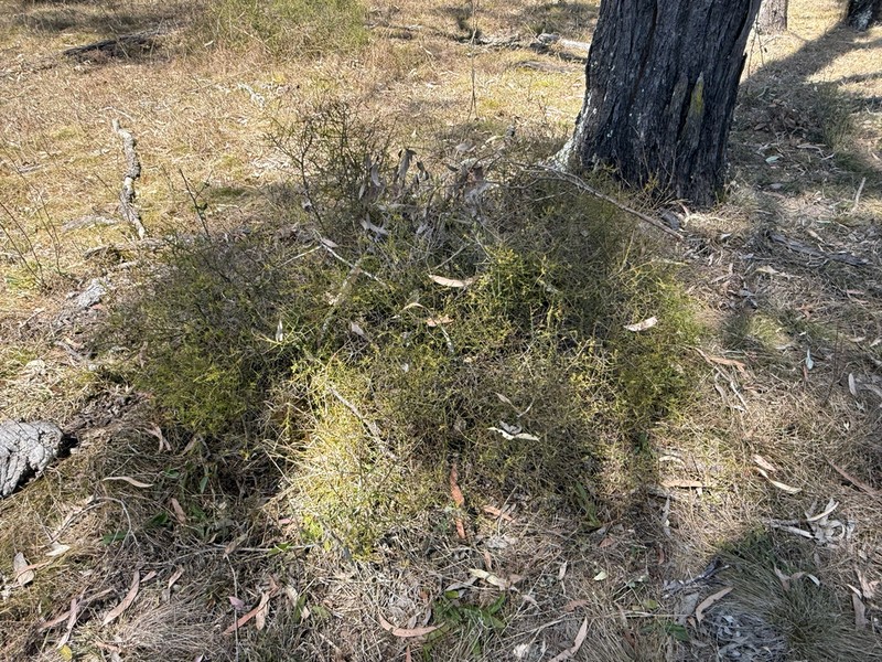 Maireana microphylla photo 2