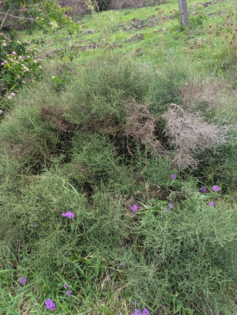 Maireana microphylla photo 3