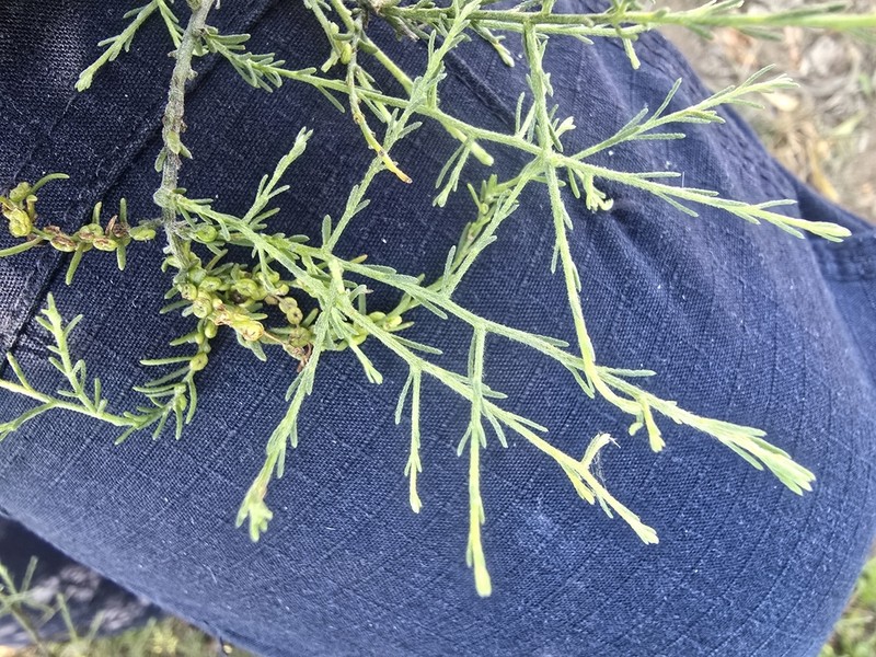 Maireana microphylla photo 4
