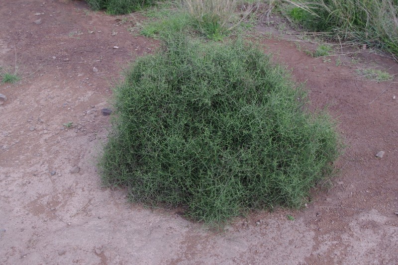 Maireana microphylla photo 5