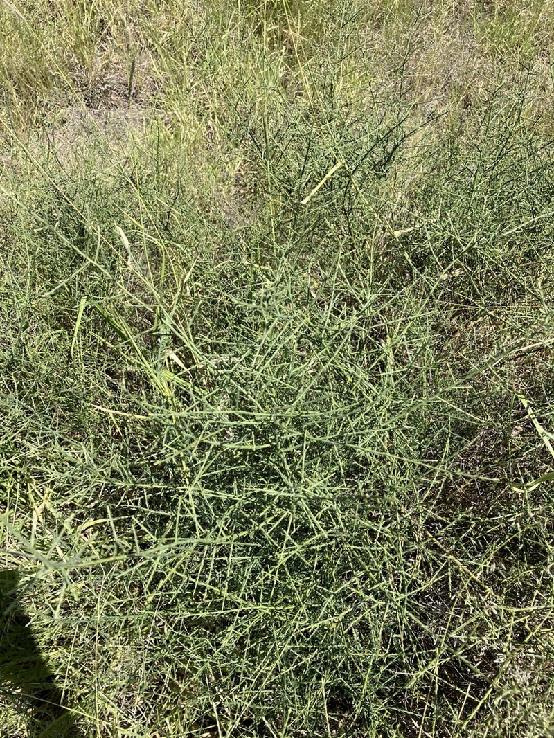 Maireana microphylla photo 7