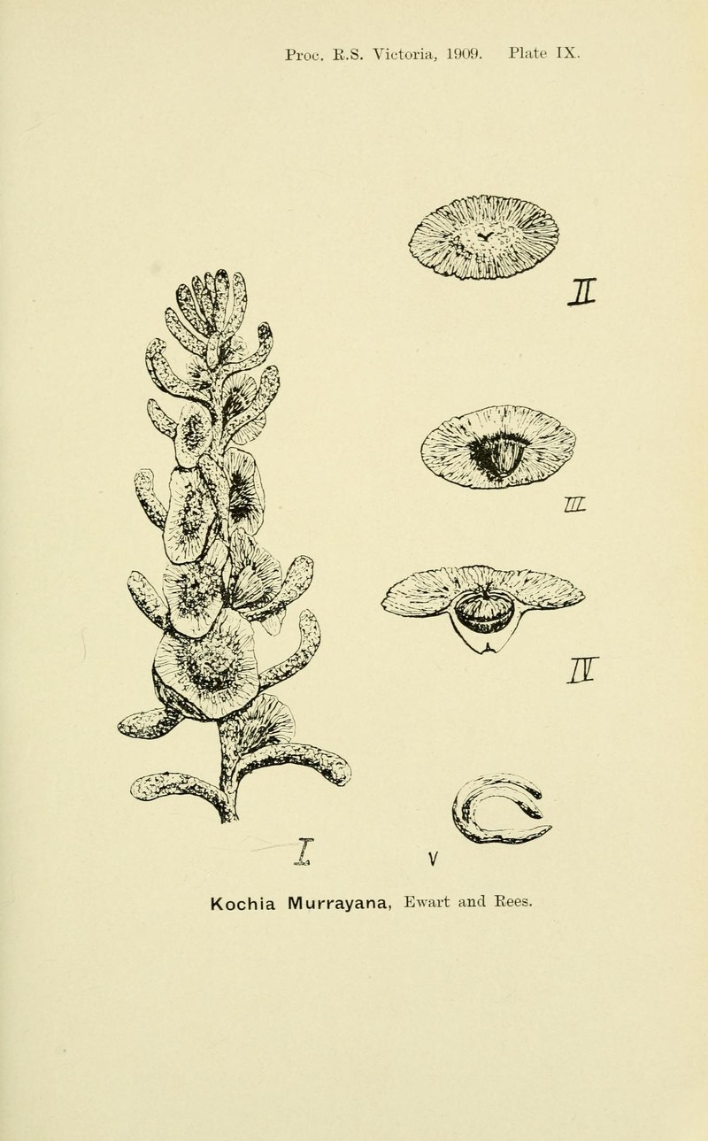 Maireana murrayana