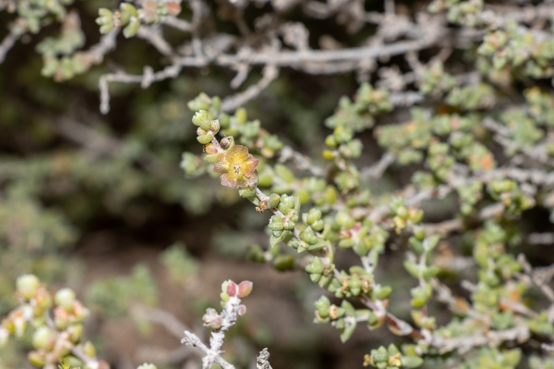 Maireana oppositifolia