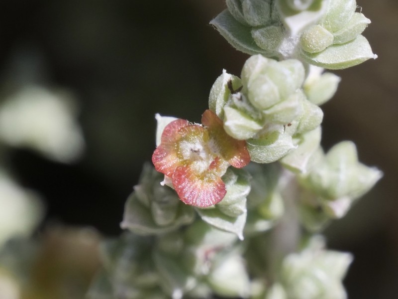 Maireana oppositifolia photo 2