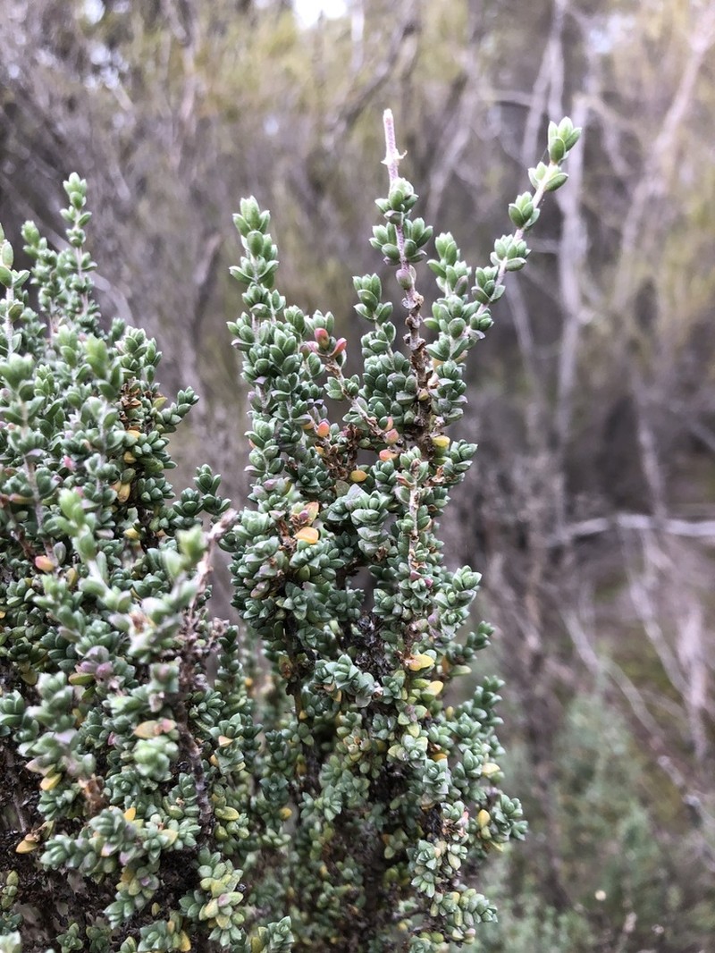 Maireana oppositifolia photo 3
