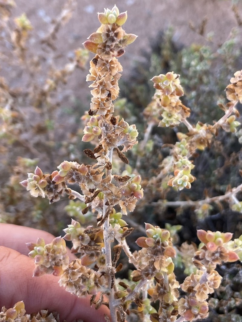 Maireana oppositifolia photo 4