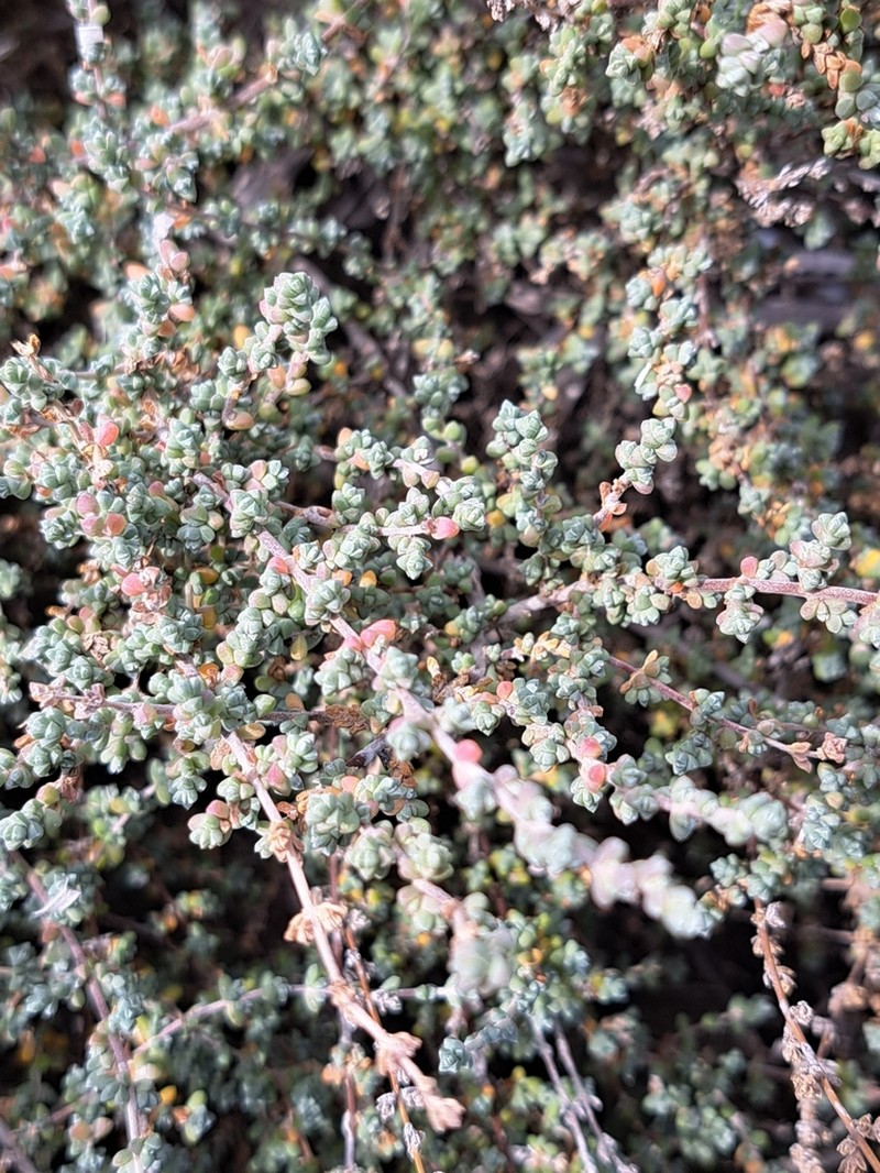 Maireana oppositifolia photo 5