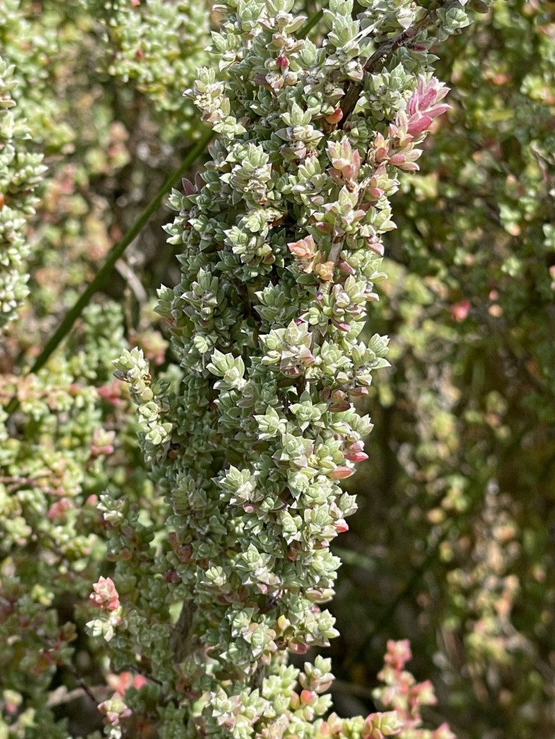 Maireana oppositifolia photo 6