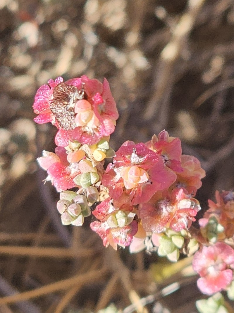 Maireana oppositifolia photo 7