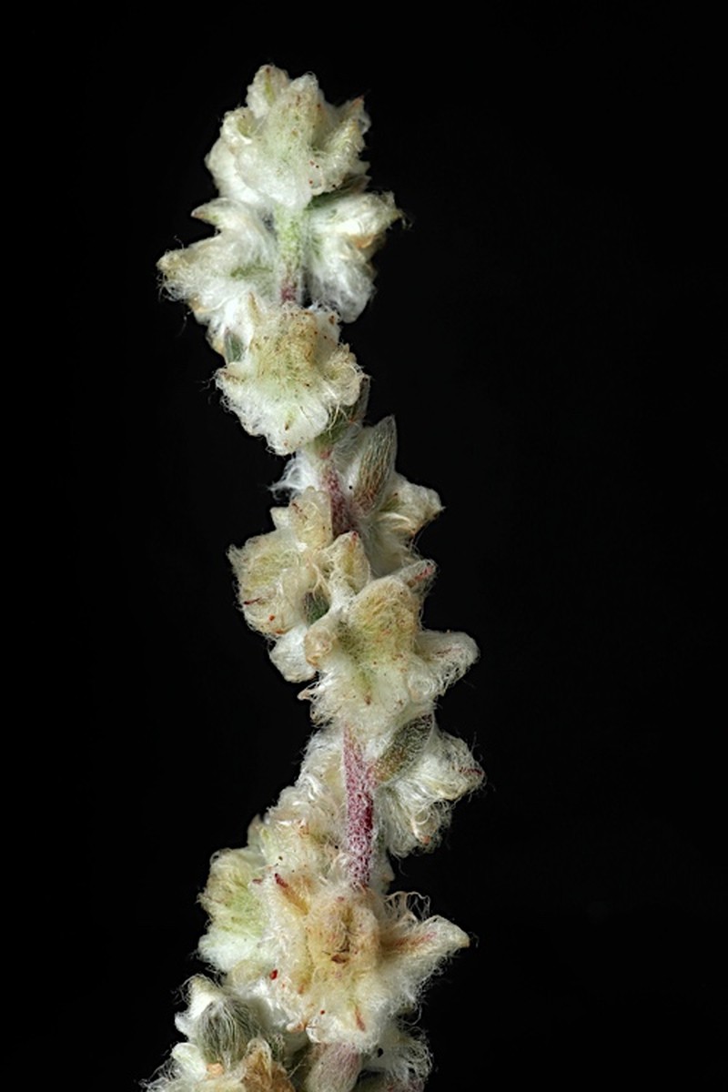 Maireana pentagona