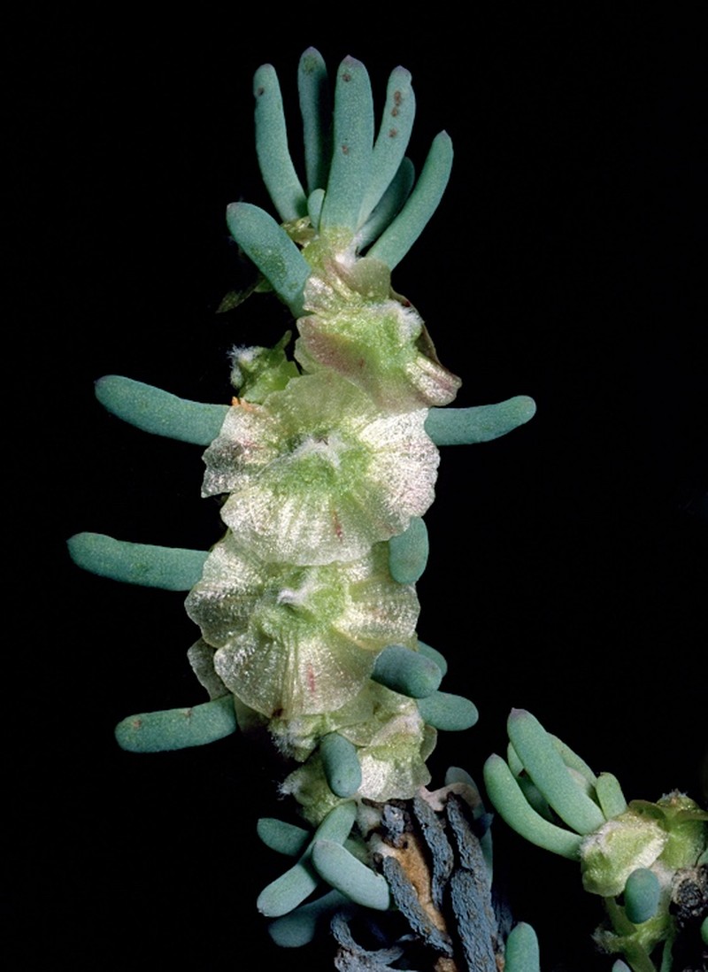 Maireana pentatropis