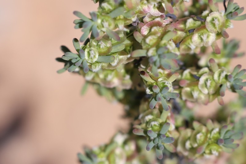 Maireana pentatropis photo 2