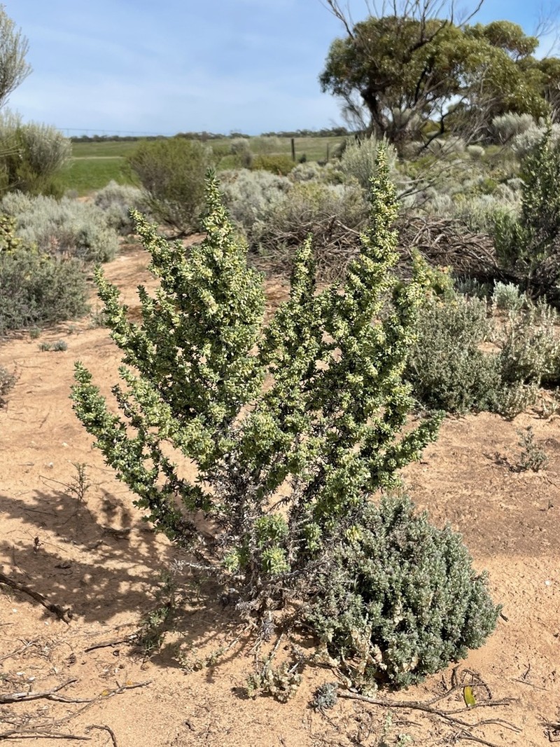 Maireana pentatropis photo 3