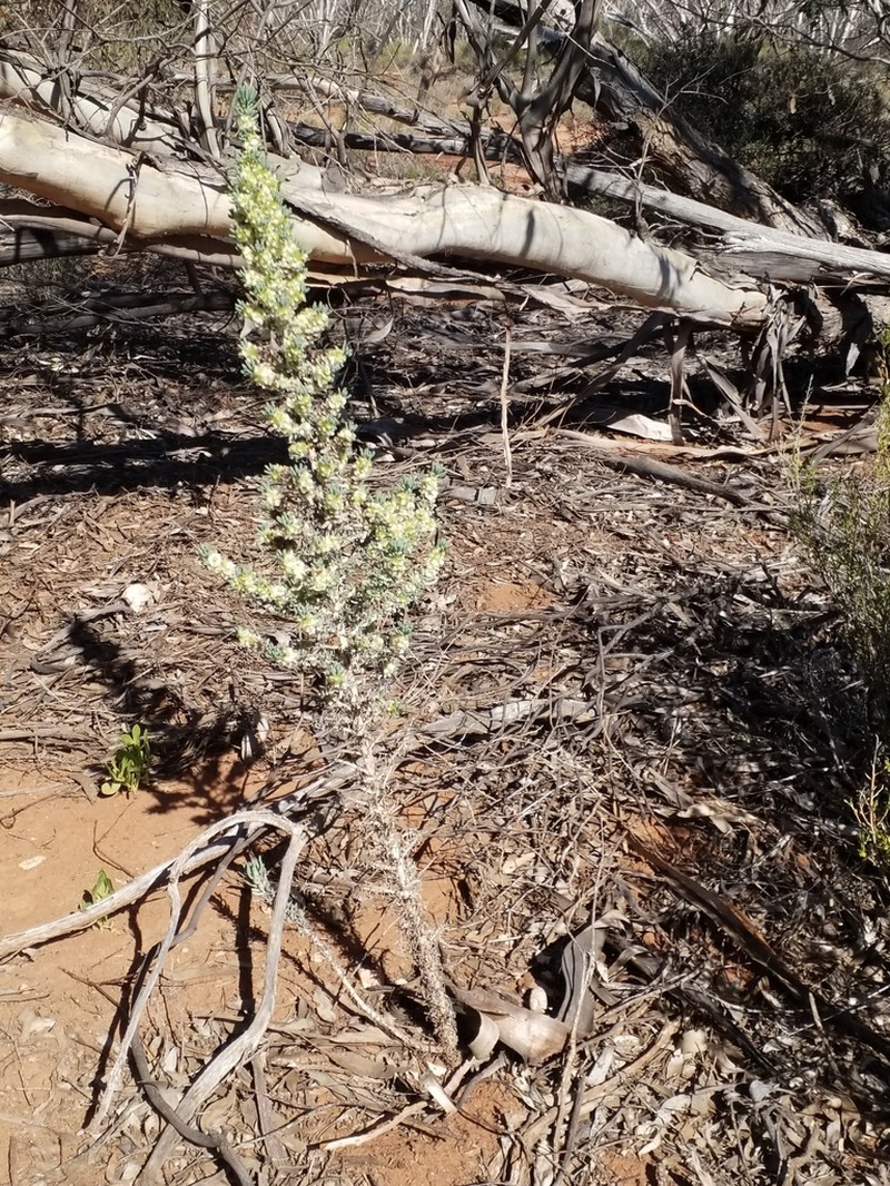 Maireana pentatropis photo 5