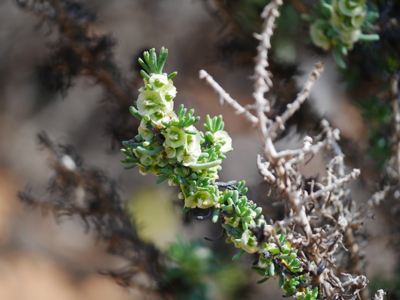 Maireana pentatropis photo 6
