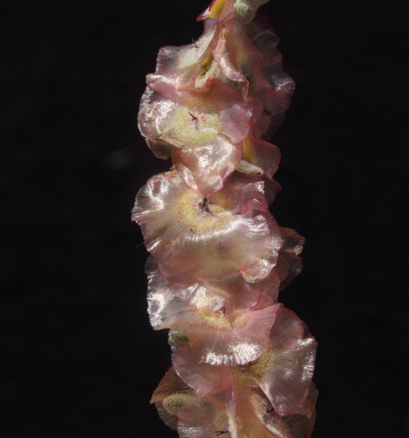 Maireana planifolia