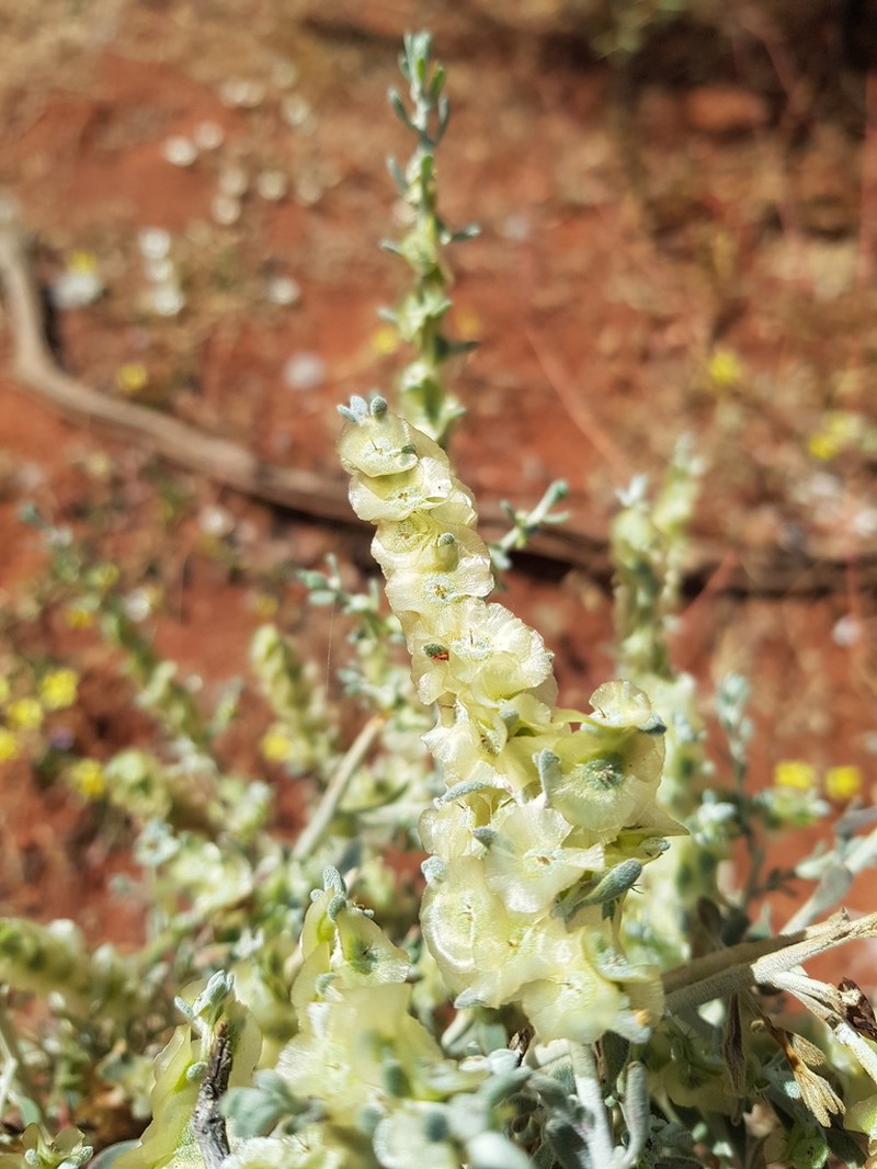 Maireana planifolia photo 2