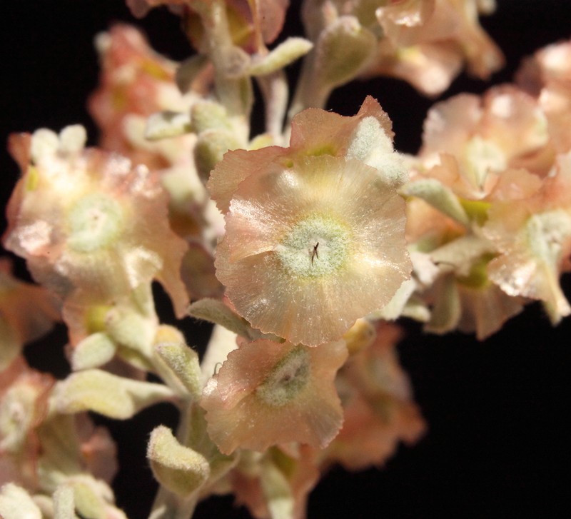 Maireana planifolia photo 3