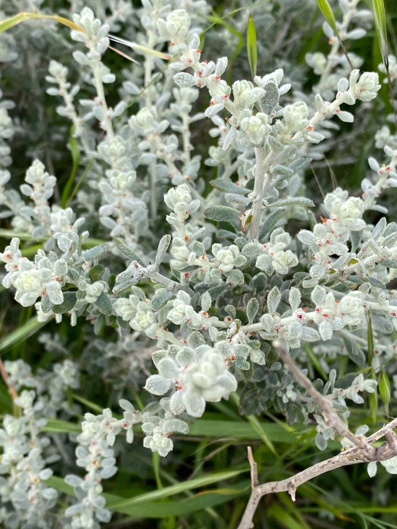 Maireana planifolia photo 4
