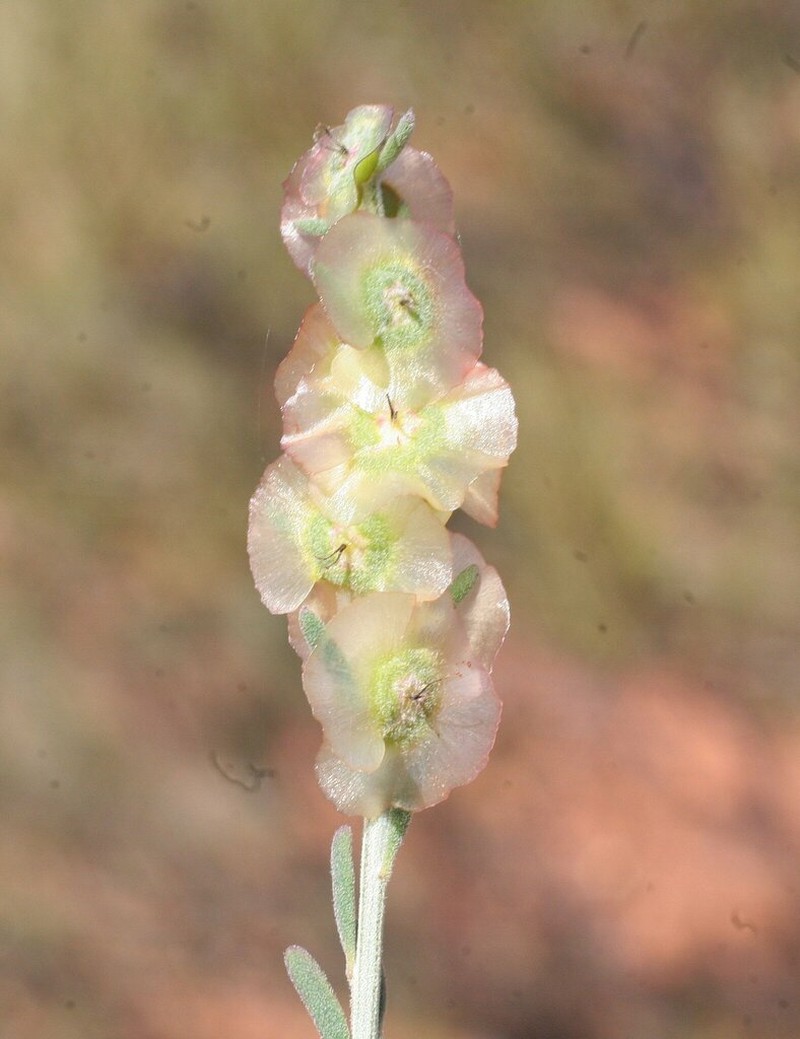 Maireana planifolia photo 5