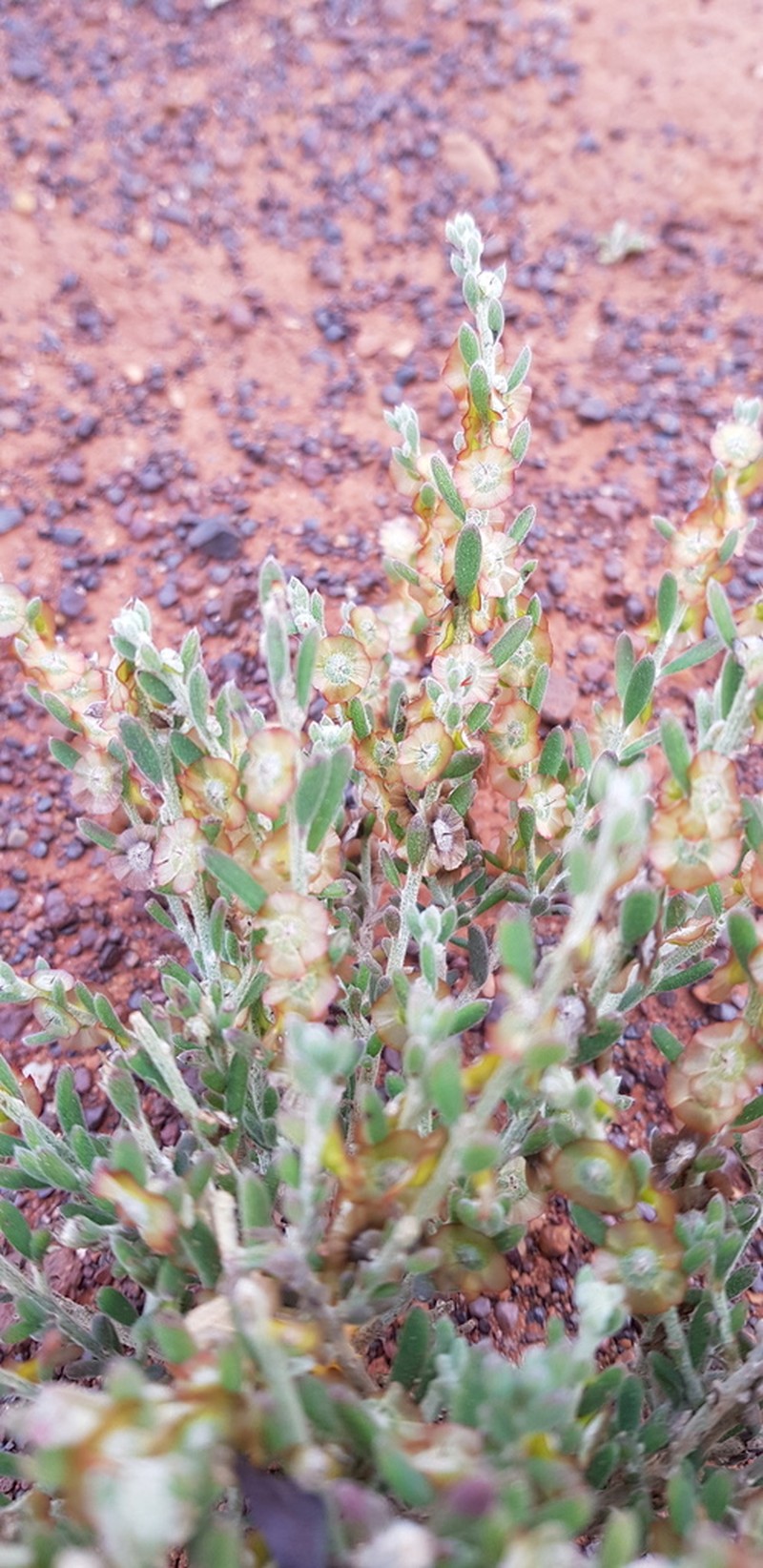 Maireana planifolia photo 6