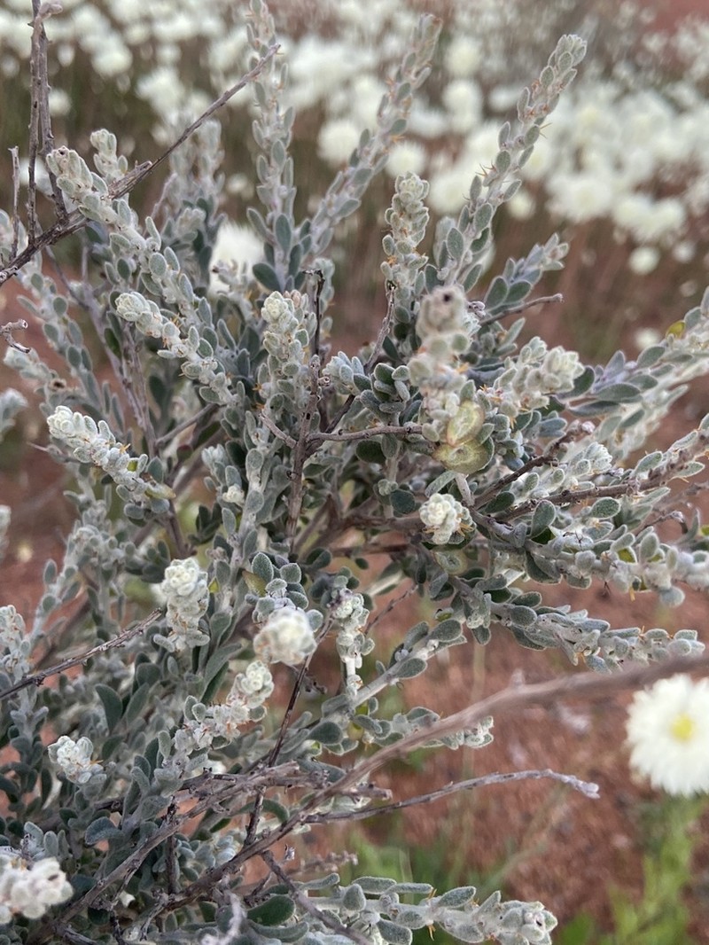Maireana planifolia photo 8
