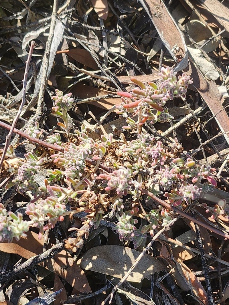 Maireana platycarpa