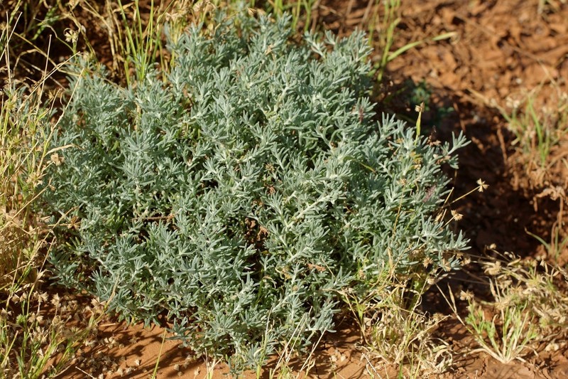 Maireana platycarpa photo 2