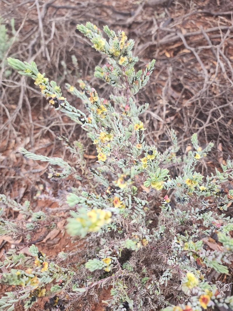 Maireana platycarpa photo 3
