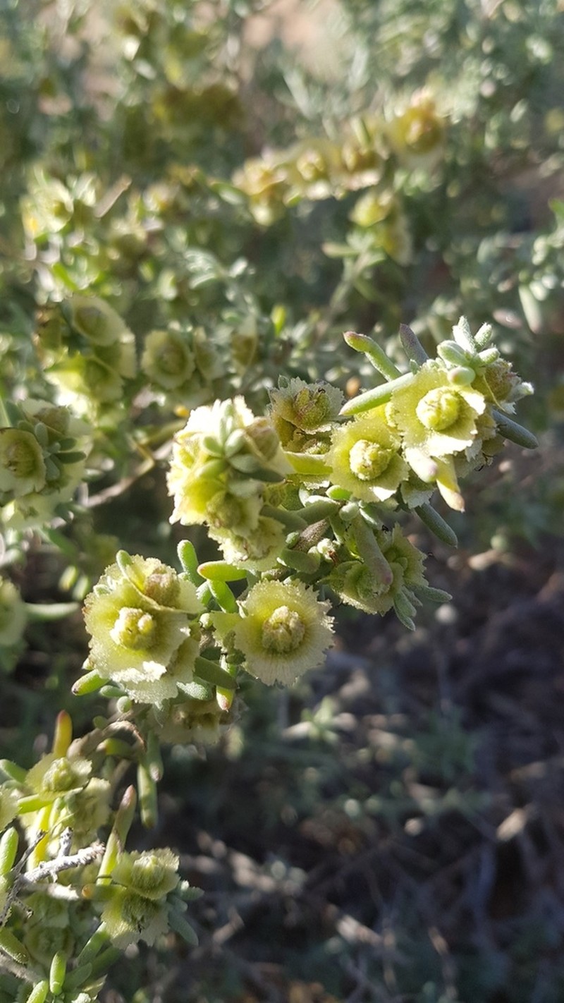 Maireana platycarpa photo 4
