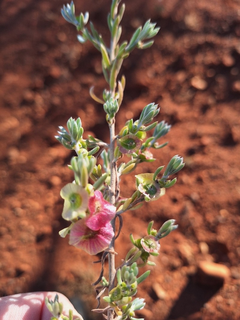 Maireana platycarpa photo 5