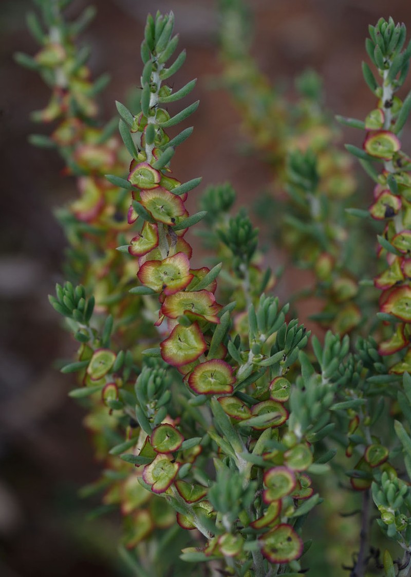 Maireana platycarpa photo 6