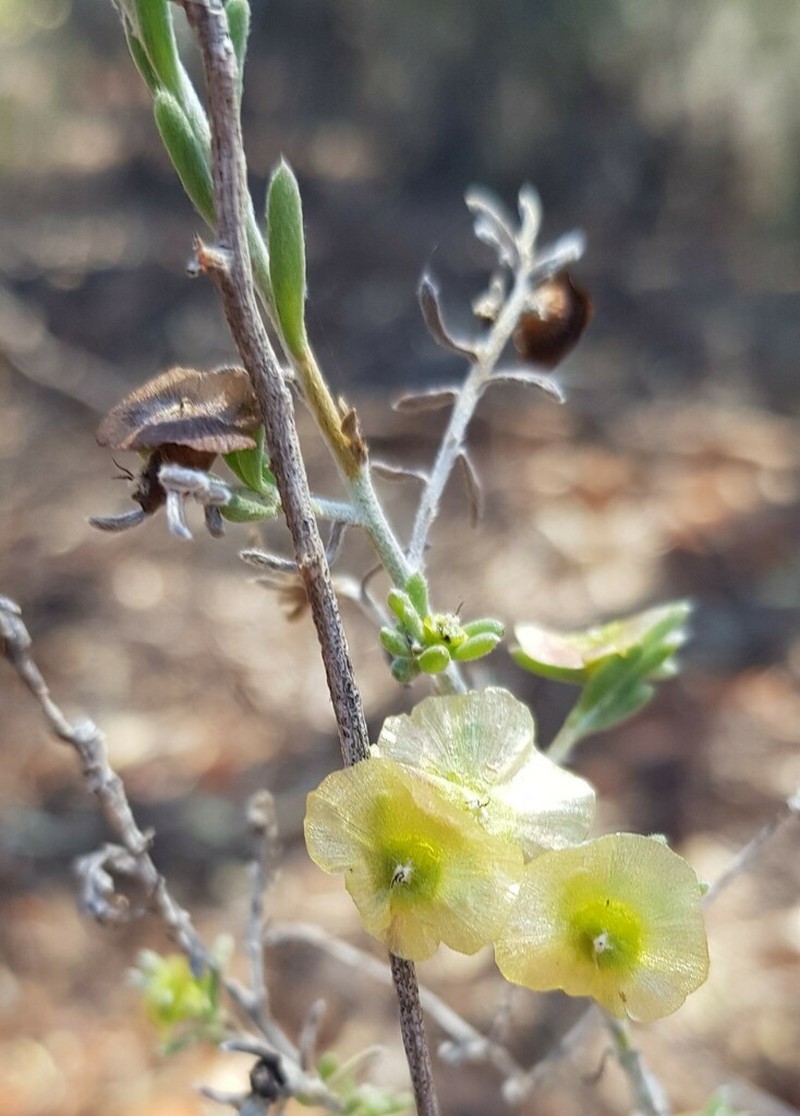 Maireana platycarpa photo 7