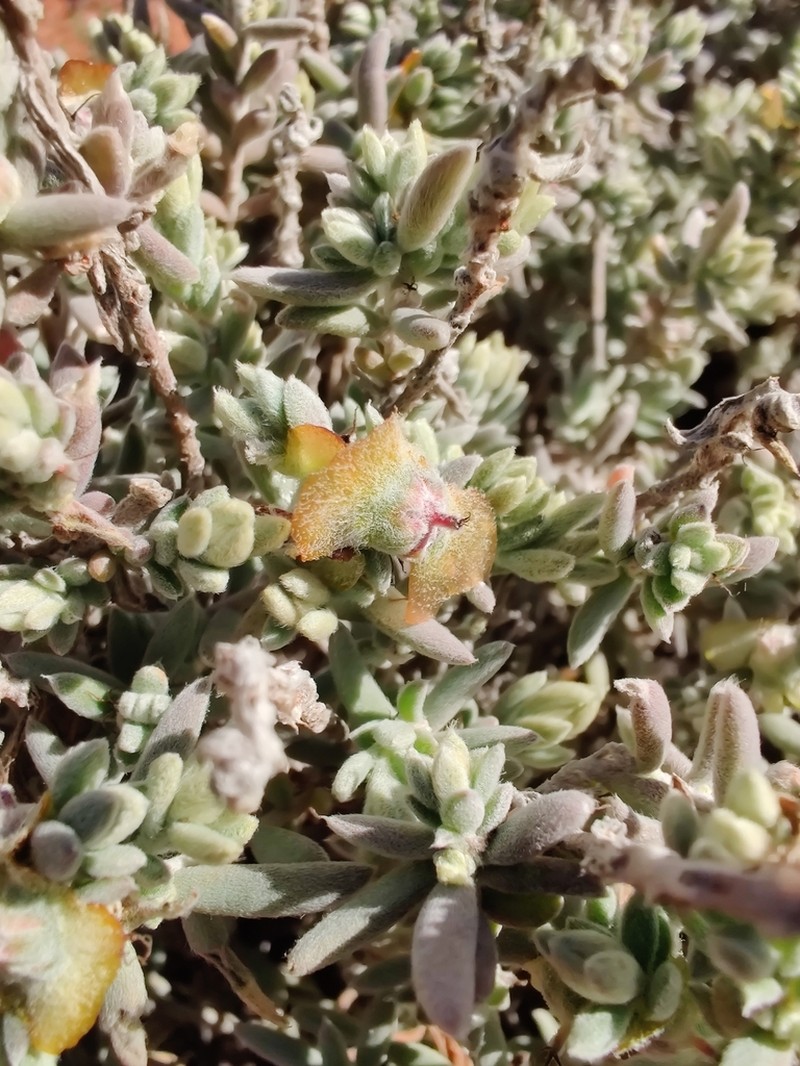 Maireana platycarpa photo 8