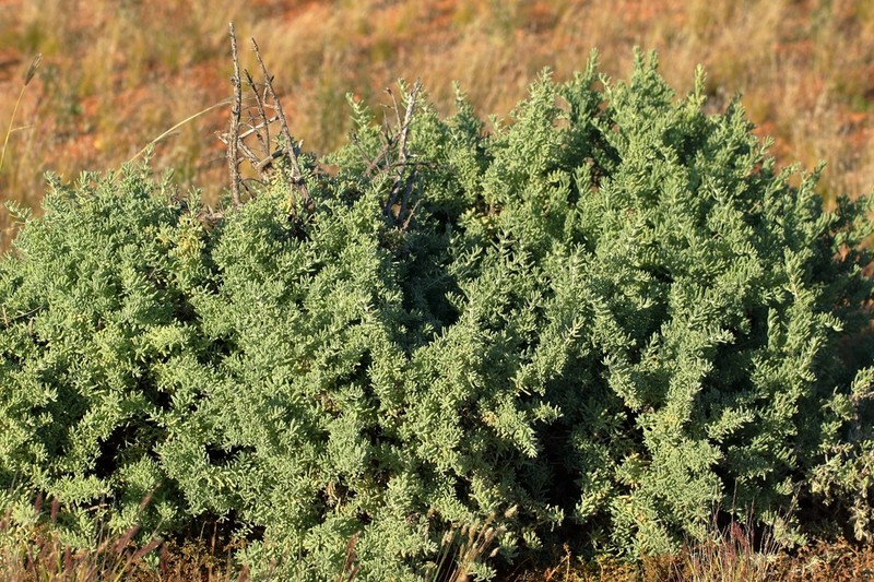 Maireana polypterygia photo 2