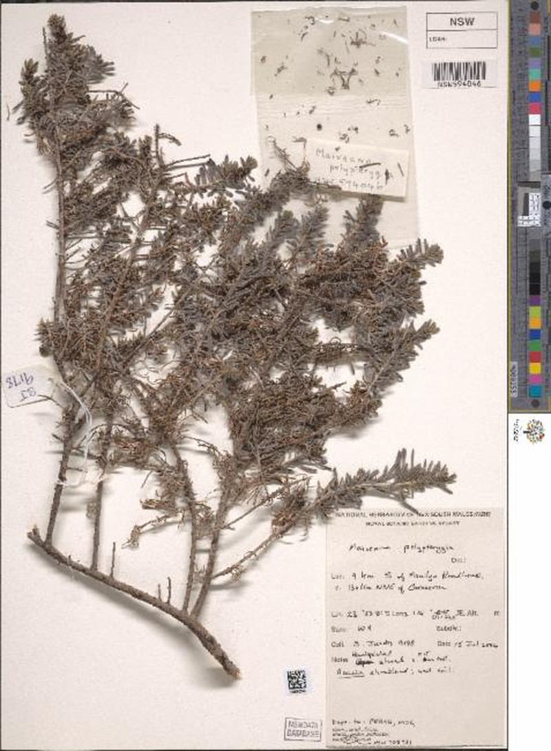 Maireana polypterygia photo 3