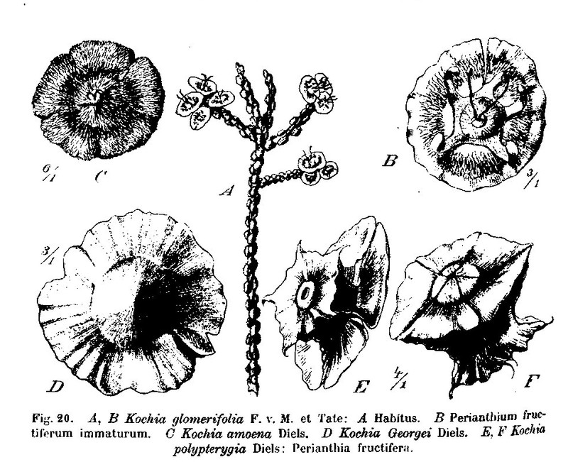 Maireana polypterygia