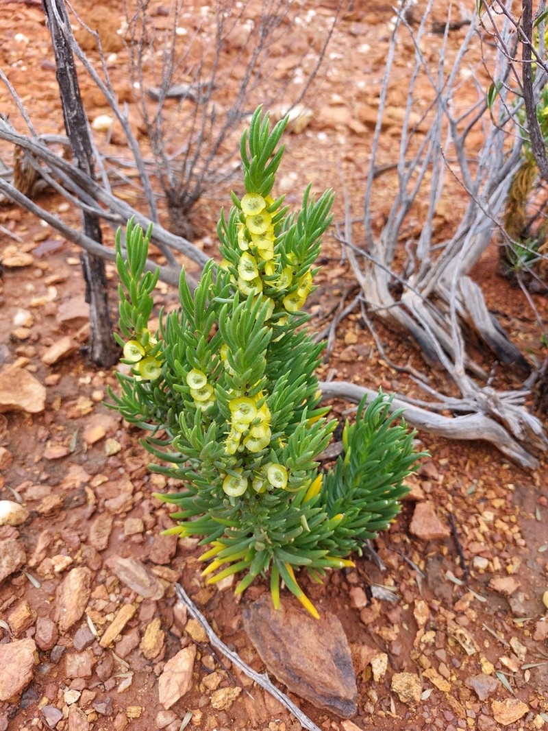 Maireana prosthecochaeta