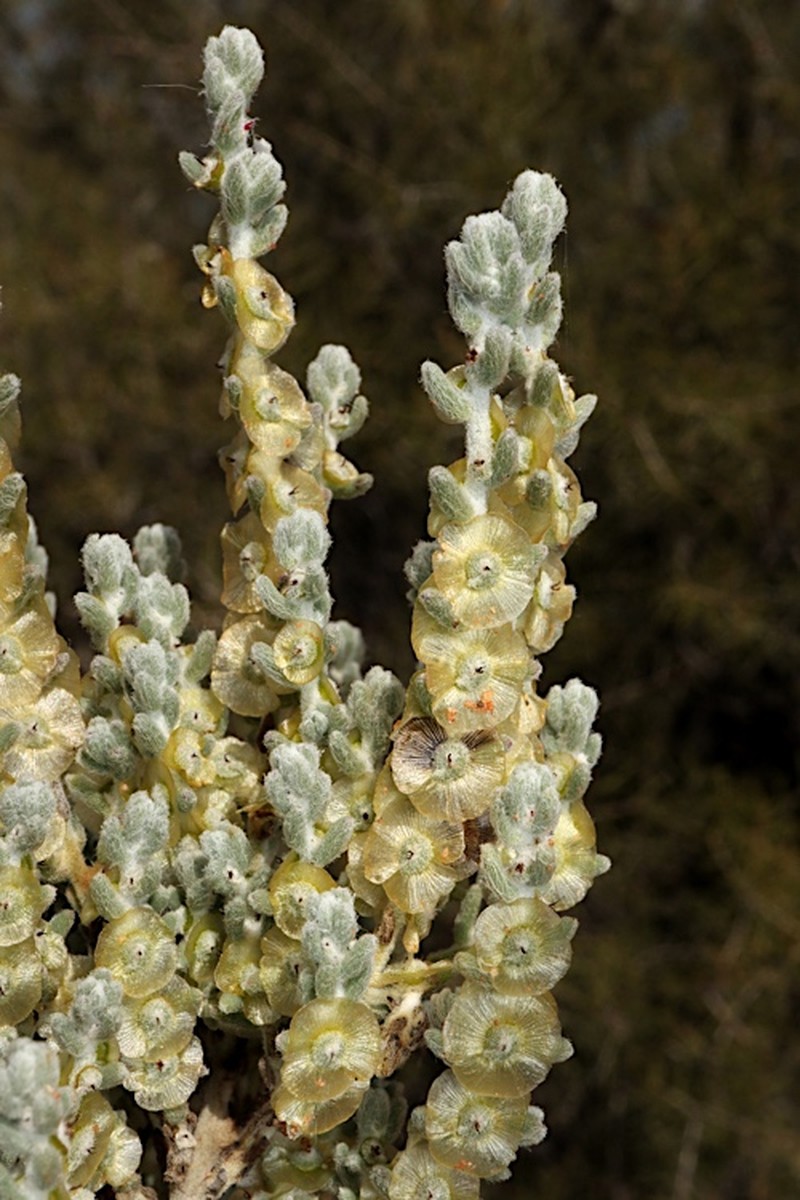 Maireana radiata