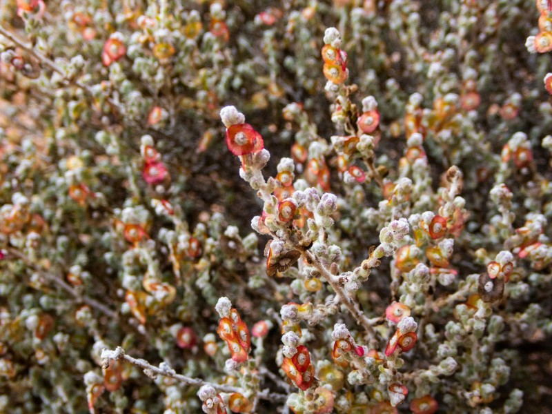 Maireana radiata photo 3
