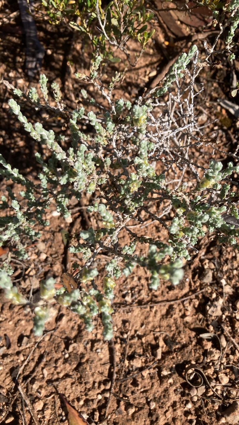 Maireana radiata photo 5