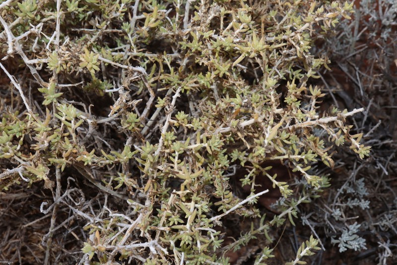 Maireana schistocarpa