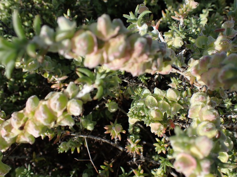 Maireana schistocarpa photo 2