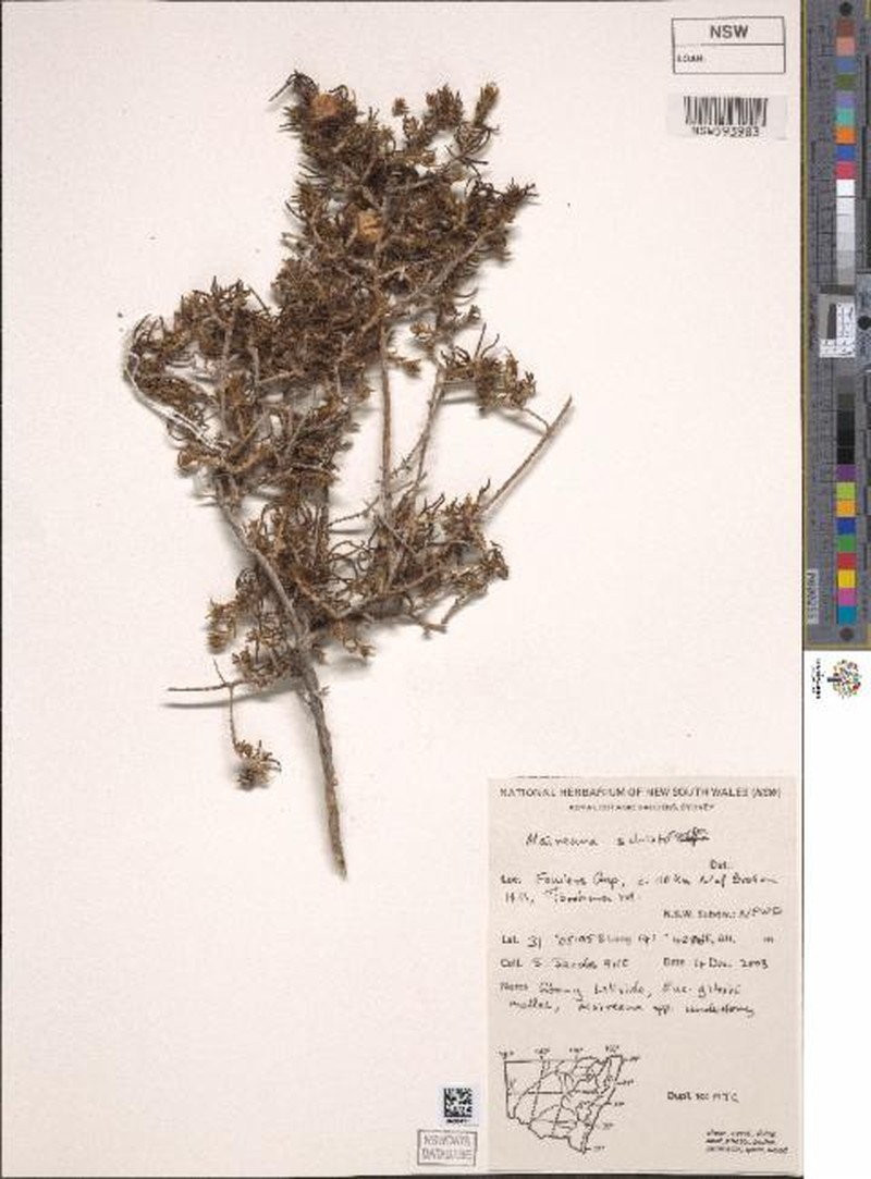 Maireana schistocarpa photo 6