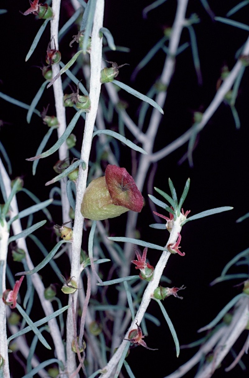 Maireana spongiocarpa