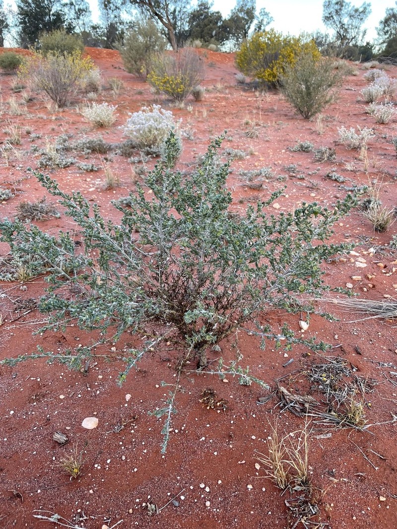 Maireana spongiocarpa photo 3