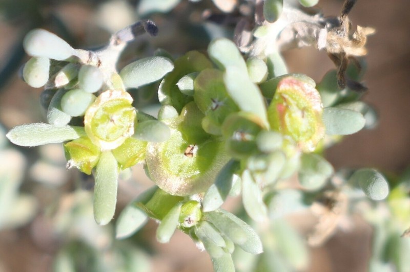 Maireana spongiocarpa photo 4