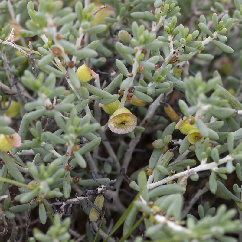 Maireana spongiocarpa photo 5