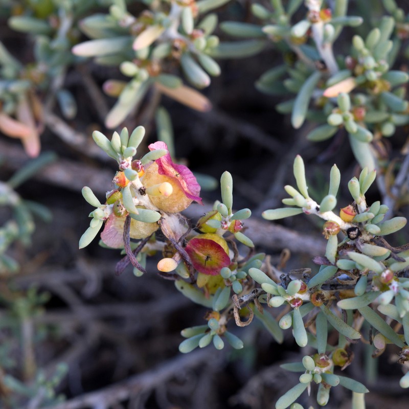 Maireana spongiocarpa photo 6